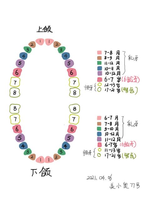 人有多少牙|我们的牙齿多少颗才算是正常的？28颗还是32颗？